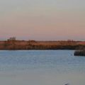 parade nuptiale des flamands rose camargue janvier 2015 