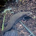 Au vivarium du Muséum à Tours le 11 avril 2025 (1)