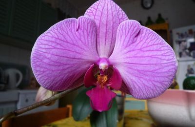 Mon orchidée...