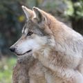 MEXIQUE et ETATS-UNIS - Le retour (progressif) des Loups mexicains (Canis lupus baileyi)