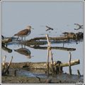 Il y a de l'eau...il y a des oiseaux !