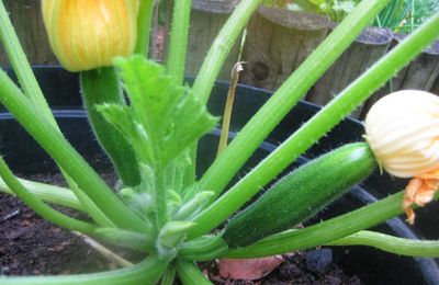 Une aventure torride au sein du potager...