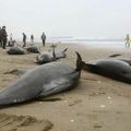  La Radioactivité de Fukushima provoque maintenant un taux de mortalité infantile de 100% chez les orques 