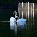 Cygnes au matin