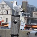 "Nôtre Tour de France", JOUR 1 : le 23 juillet 2018 : ETRETAT et FECAMP !