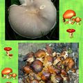 2 CARTES POSTALE : CHAMPIGNONS ET CIEL