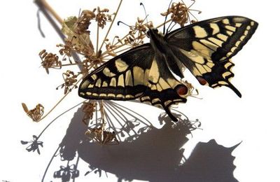 machaon # 1