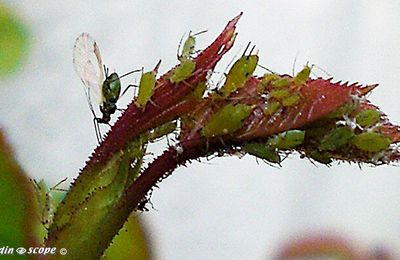 Mars-Avril, les premiers pucerons arrivent sur les rosiers...