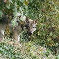 Tel un loup dans sa forêt à 8 mois et demi