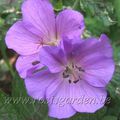 Geranium 'Natalie'