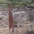 Gazelle-girafe se nourrissant