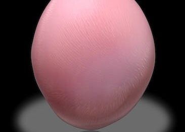 Large Conch Pearl, Strombus gigas or "Queen Conch", Caribbean Sea 