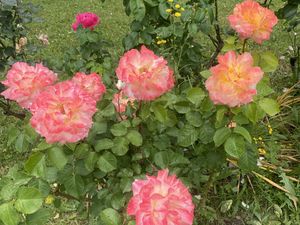 De la nature avant tout