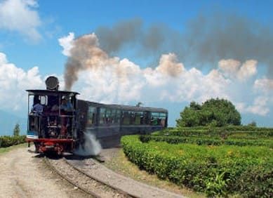 Le thé. L’expansion de sa culture. Vers 1830.