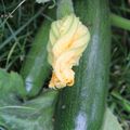 COURGETTES : UNE PLANTE FACILE AU POTAGER