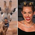 miley cyrus en femme-girafe!