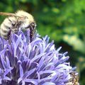 Abeille butinant sur une fleur d'Echinops ritro