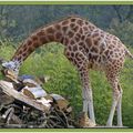 La forme la plus élevée de la vie animale est la girafe ... (Jean Charles)