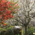 le printemps dans mon jardin