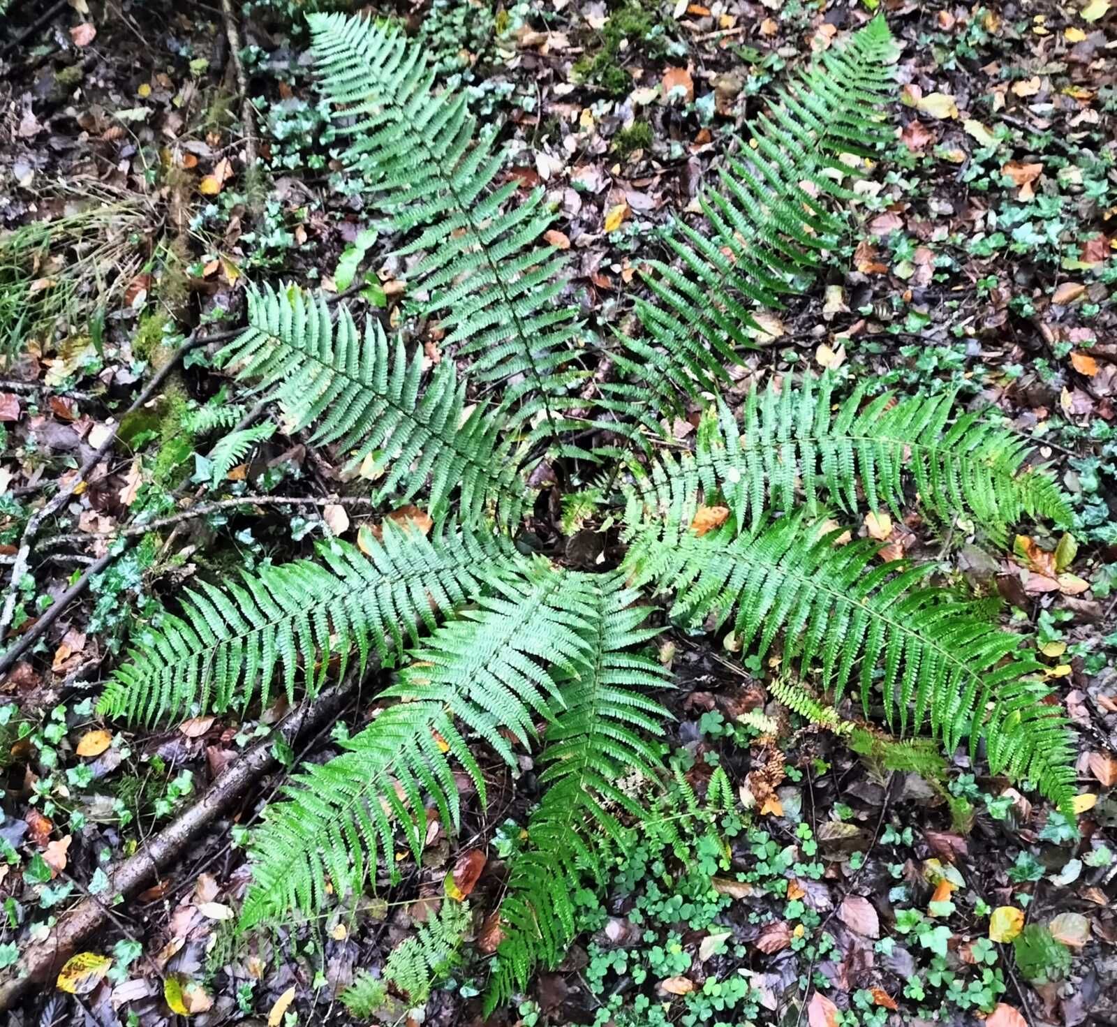 Navarrenx, dans les bois, plante, fougère (64)