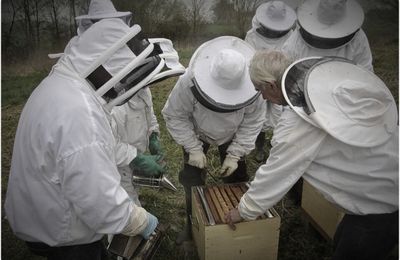 Protéger l’abeille noire dans la nature - portrait du Conservatoire de l’abeille noire de l’Orne