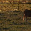 A contre-jour dans le pré