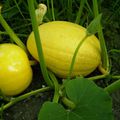 Gâteau d'épices à la courge