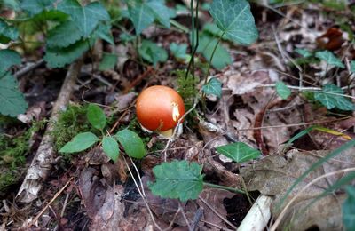 Saison des champignons 2020 : ô ronge ton frein !