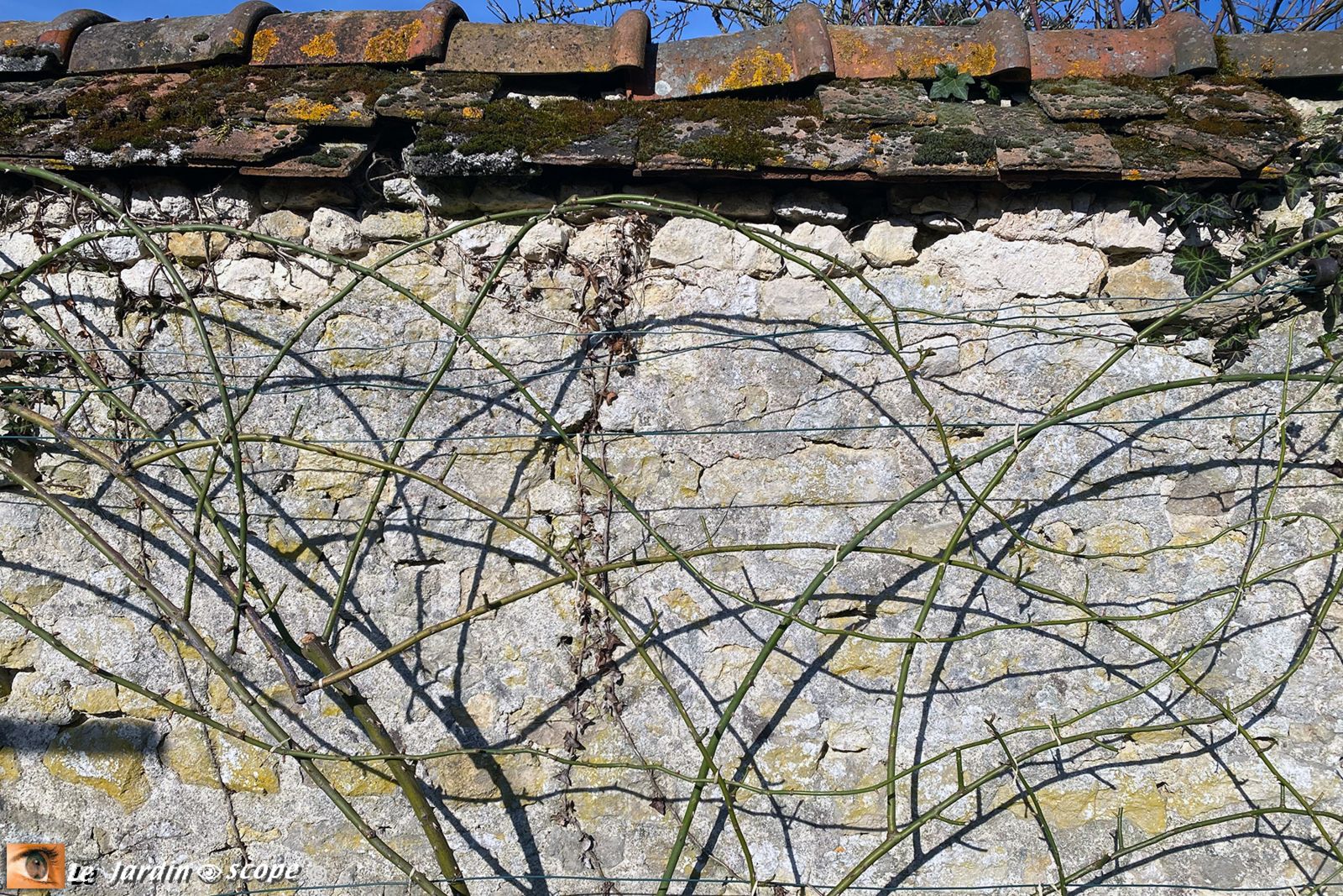 Arcure des rosiers pour davantage de roses