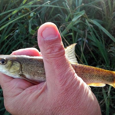 Pour tous les goûts !