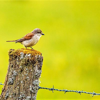 LA PIE GRIECHE ECORCHEUR EST DE RETOUR