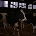 genisses prim holstein