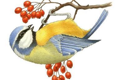 Des oiseaux de lin 