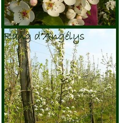 Suivi journalier de la fleur au fruit # 5 et 6