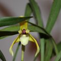 MAXILLARIA