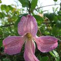 Clematis texensis 'Pagoda'