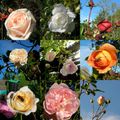 mes dernières roses