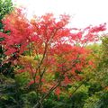 Les couleurs de l'automne aux jardins Albert Kahn