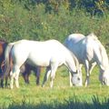 les chevaux du grand'Verger,Terres -de -haute-Charente,
