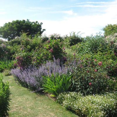 Le Jardin de Morailles et sa collection de roses anciennes, à visiter à Pithiviers le Vieil dans le Loiret...