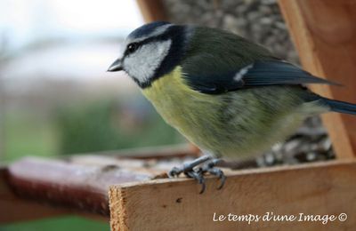 Mésange bleue photo prise avec un CANON 450D +