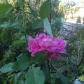 Un été aigre-doux, nouvelles du potager...