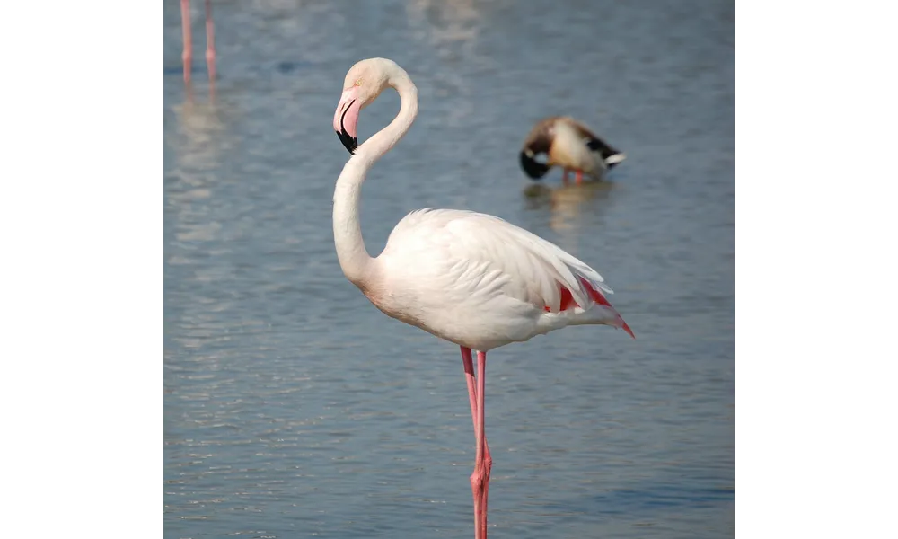 La Camargue et les flamants roses