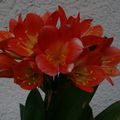 CLIVIA