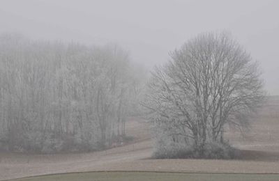 brume et givre, pour le plaisir du photographe 