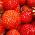 FRAISES