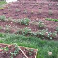 Notre potager... jardinier débutant #1