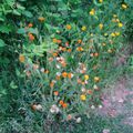 Huile de calendula 1# : ramassons des soucis sans soucis