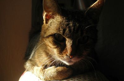 GESTION DU SOLEIL en mode CHAT (2)