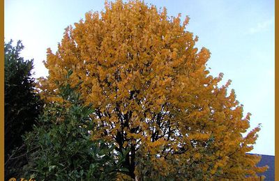 Feuillage d'automne pour le coucou